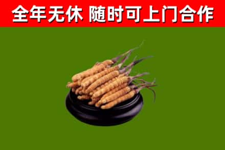 平果市回收散虫草